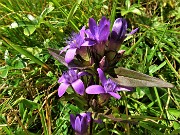 15 Gentianella rhaetica (Genzianella retica) in piena fioritura